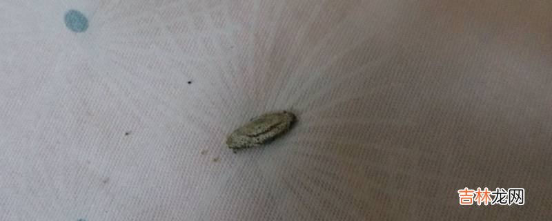 怎么消灭衣蛾