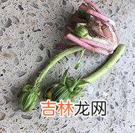 蒲公英根茶怎么炒