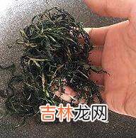 蒲公英根茶怎么炒