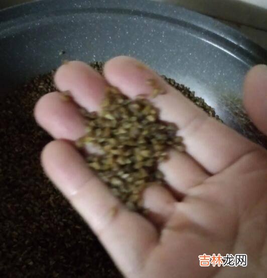 荞麦茶怎么炒