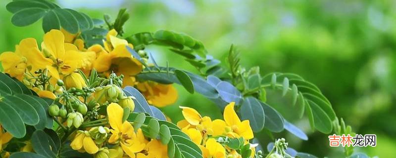 黃槐花可以吃嗎