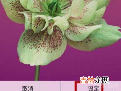 苹果手机个性化主题怎么设置?