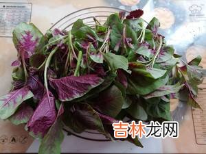 红苋菜怎么炒