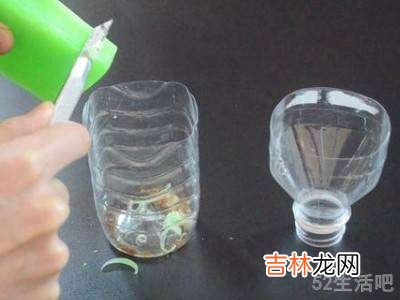 蟑螂能彻底消灭吗?