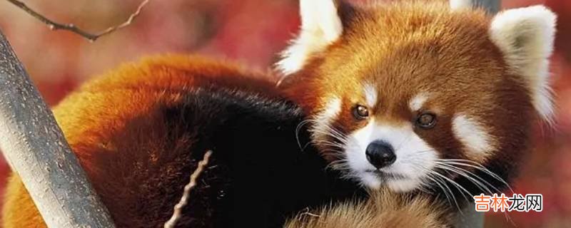 小熊猫是小浣熊吗