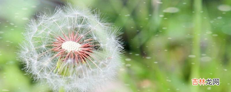 蒲公英怎么泡水喝