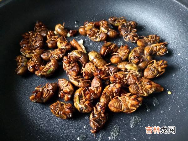 金蝉怎么吃怎么做