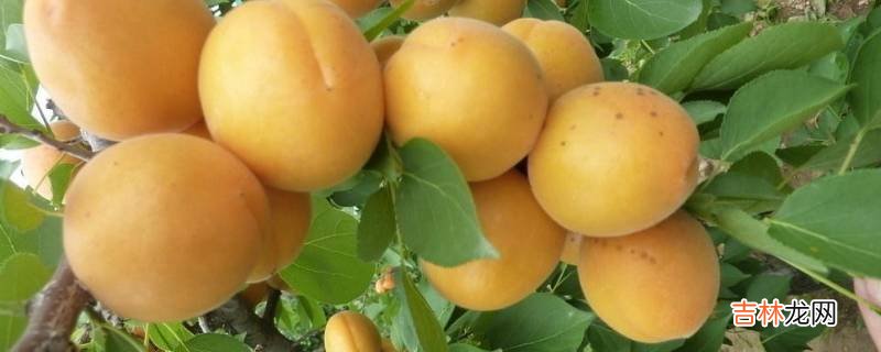 奶黄杏怎么吃