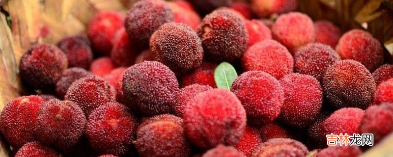 杨梅有虫用什么泡