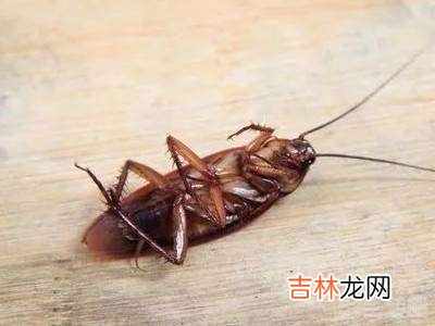 蟑螂死了该怎么处理?