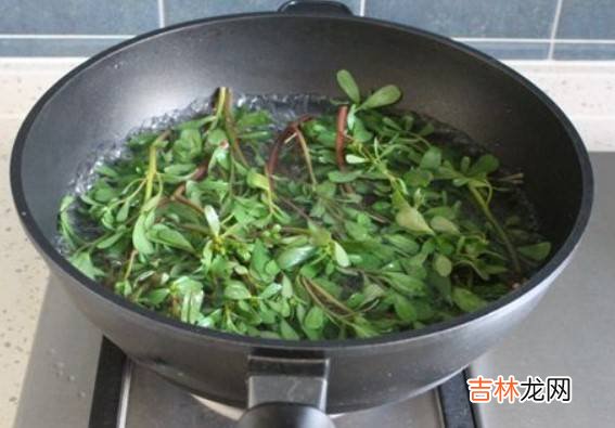 马齿菜做素馅怎么做