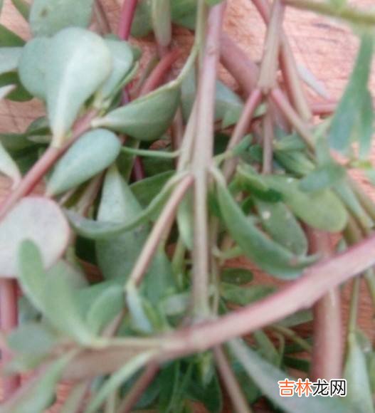 马齿菜做素馅怎么做