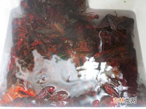 小龙虾怎么做好吃