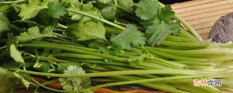 香菜怎么吃