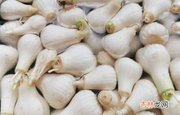 腌制糖蒜的方法
