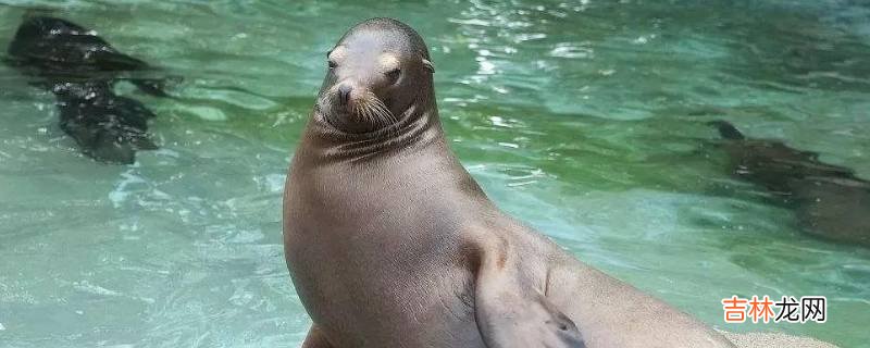海豹在水里怎么呼吸