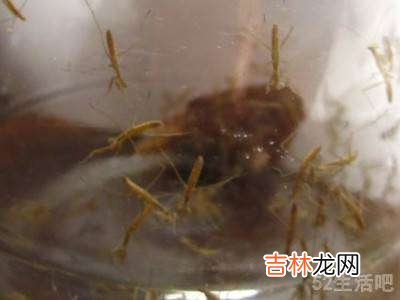 家里的螳螂怎么处理?