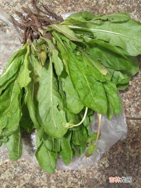 蒲公英炒菜做法