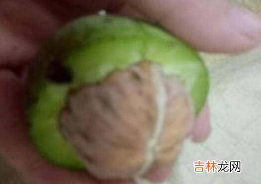 核桃去绿皮方法最快的办法是什么