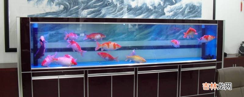 魚缸的水發白渾濁是什麽原因