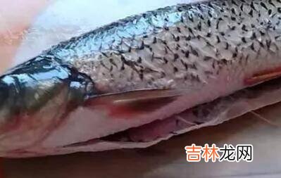 草鱼怎么炒