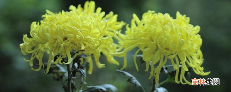 赏菊花是什么节日的风俗