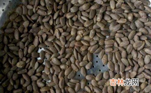 吊瓜子怎么炒