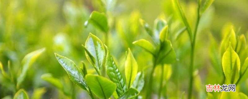 炒茶叶怎么炒出好茶色