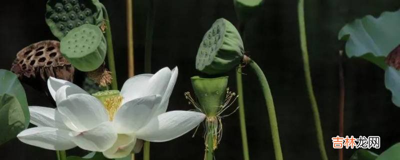 莲花里面是什么