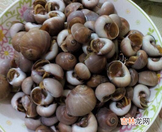 海螺开锅蒸几分钟好