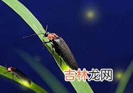 生活中还有哪些有意思的虫子
