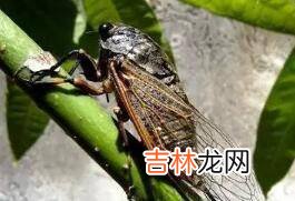 生活中还有哪些有意思的虫子