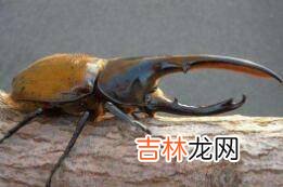 生活中还有哪些有意思的虫子
