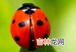 生活中还有哪些有意思的虫子