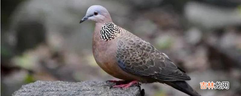 野鸽子吃什么