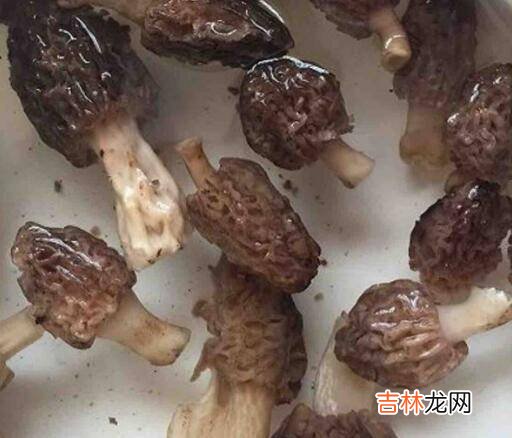 羊肚菌的食用方法怎么烹饪呢