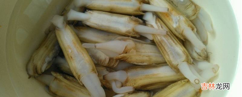 蛏子的清洗方法