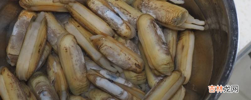 蛏子的清洗方法