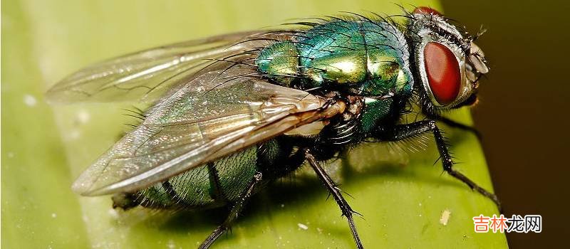 双翅目昆虫有哪些