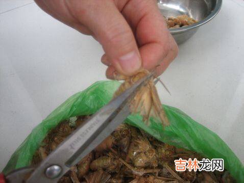 蛾怎么做好吃