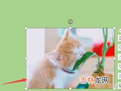 wps放图片进去怎么自由移动?