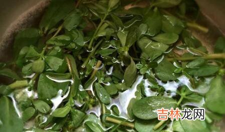 野菜马齿苋怎么做好吃