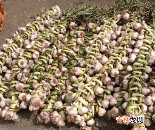 新蒜如何变成老蒜