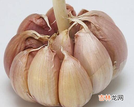 新蒜如何变成老蒜