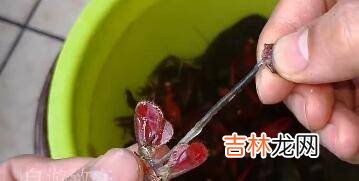 小龙虾虾球怎么清洗