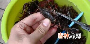 小龙虾虾球怎么清洗