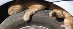 地下室怎么防止野猫爬车