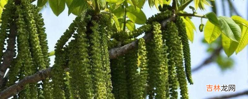 树上结的像毛毛虫一样是什么