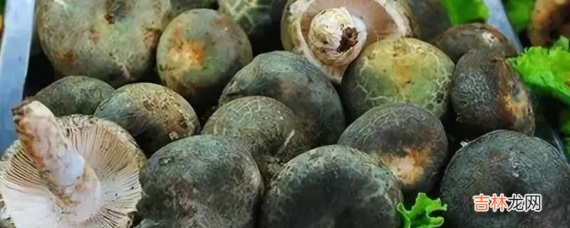 野生菌如何长时间保存