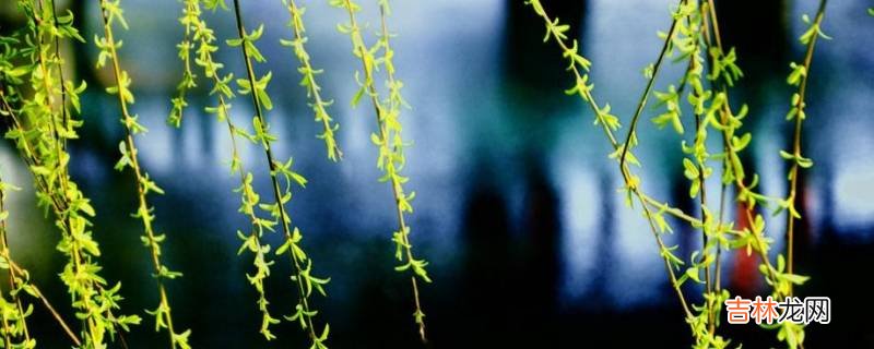 清明节为啥插杨柳